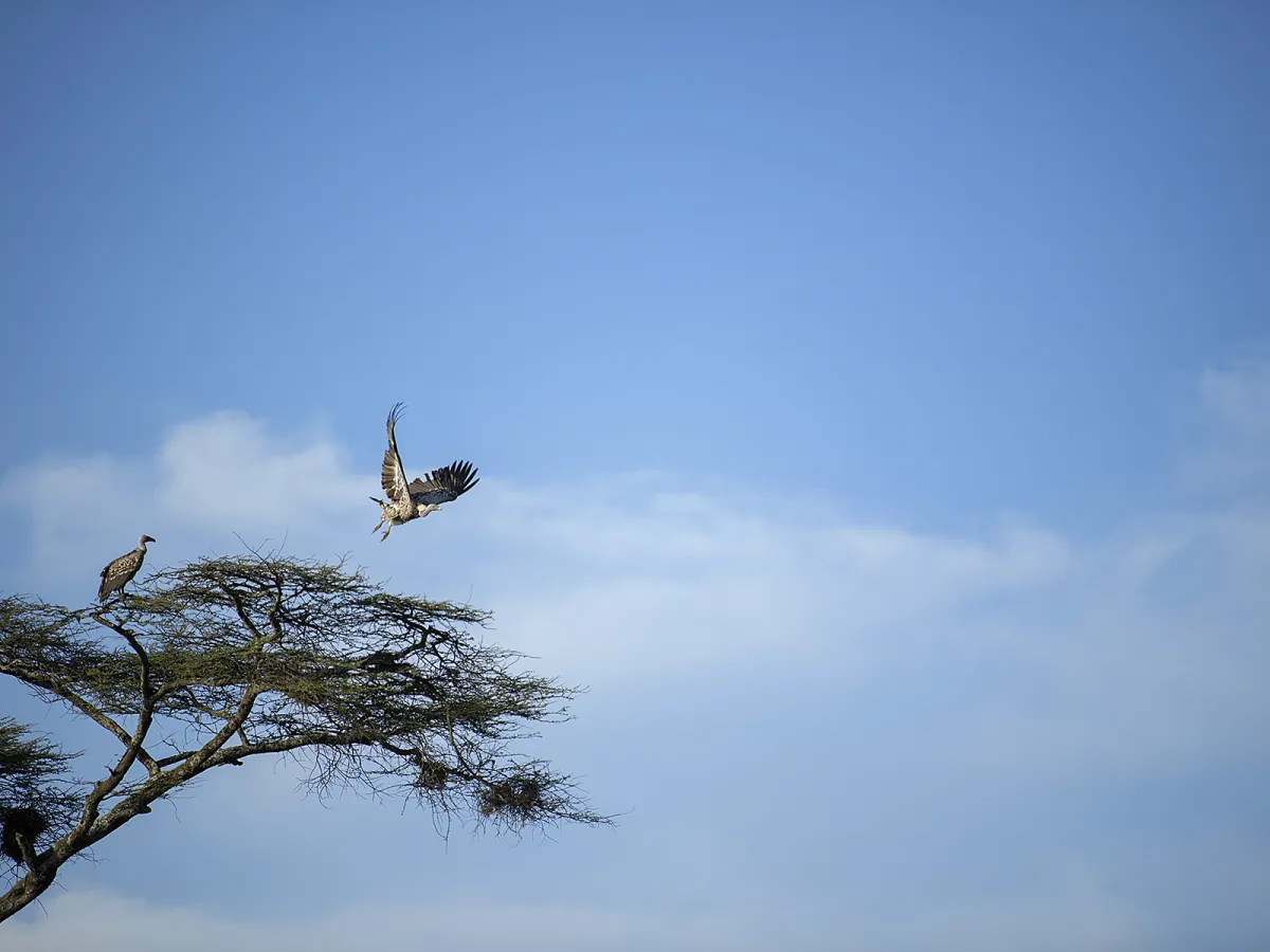 Masai Mara Safari vs Serengeti Safari: What’s the Difference?