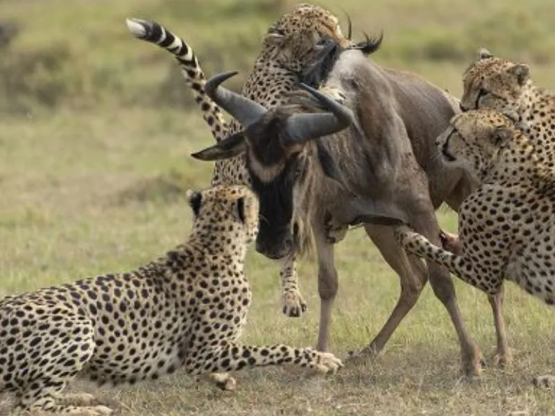 Top 9 must visit safari parks in Kenya for Wildlife Enthusiasts