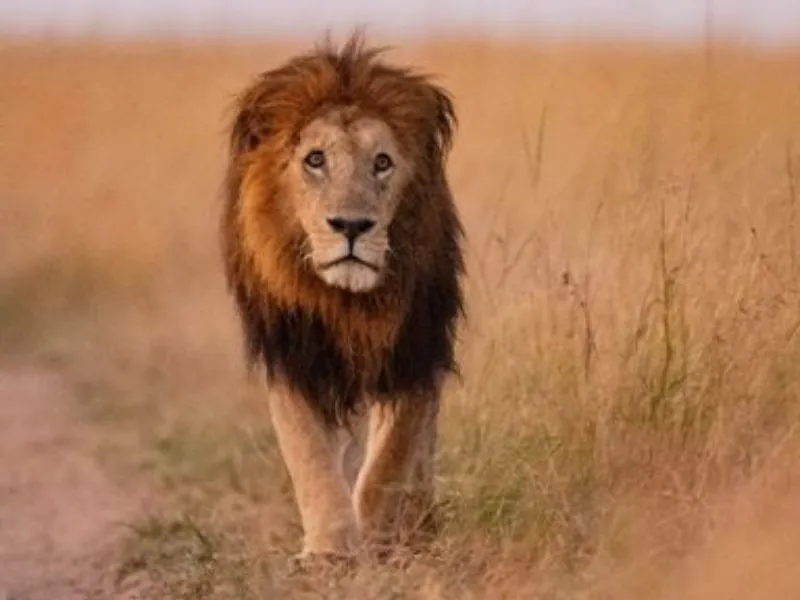 The secret lives of africa’s predators: lion leopard and cheetah