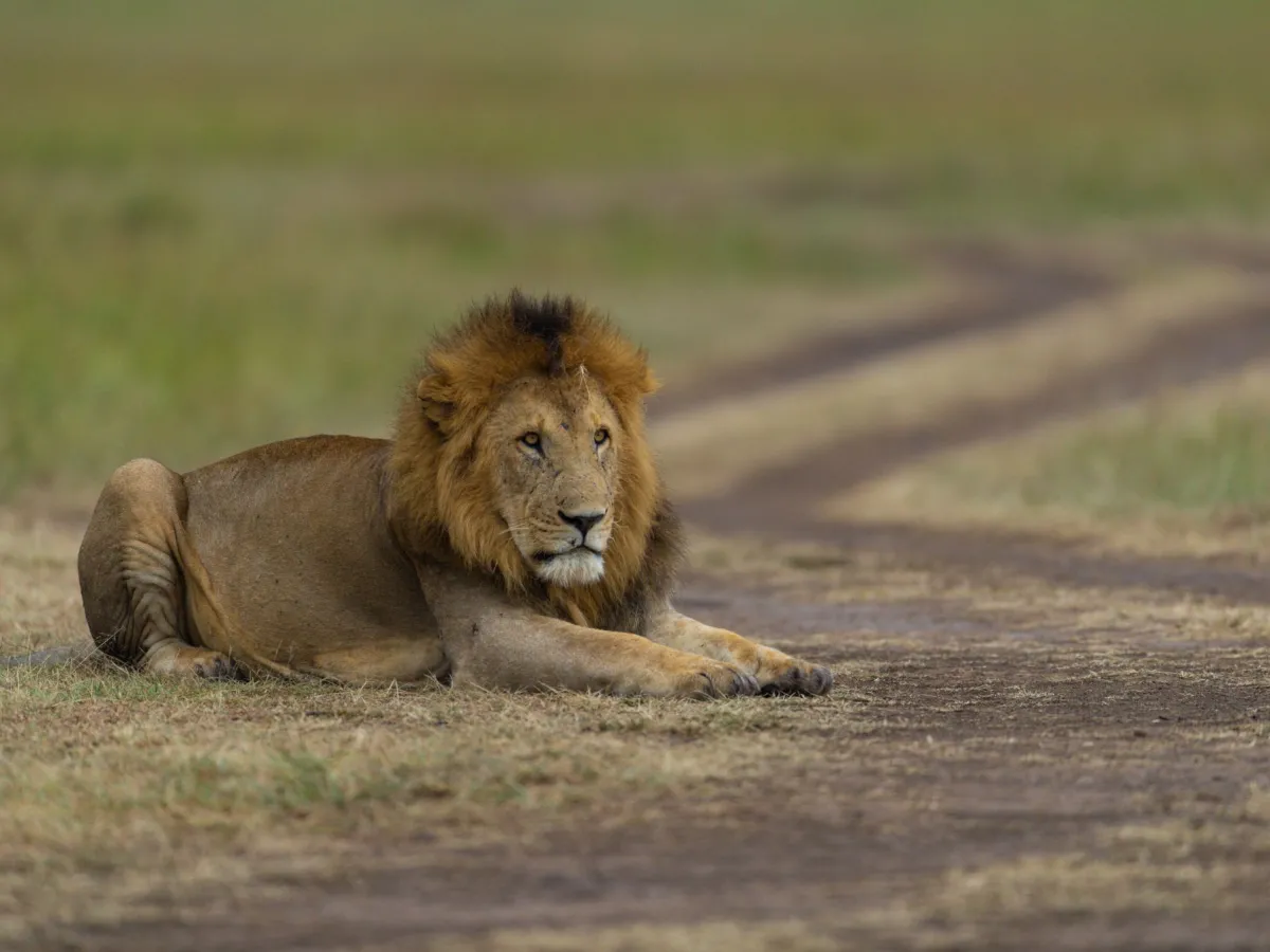 The secret lives of africa’s predators: lion leopard and cheetah