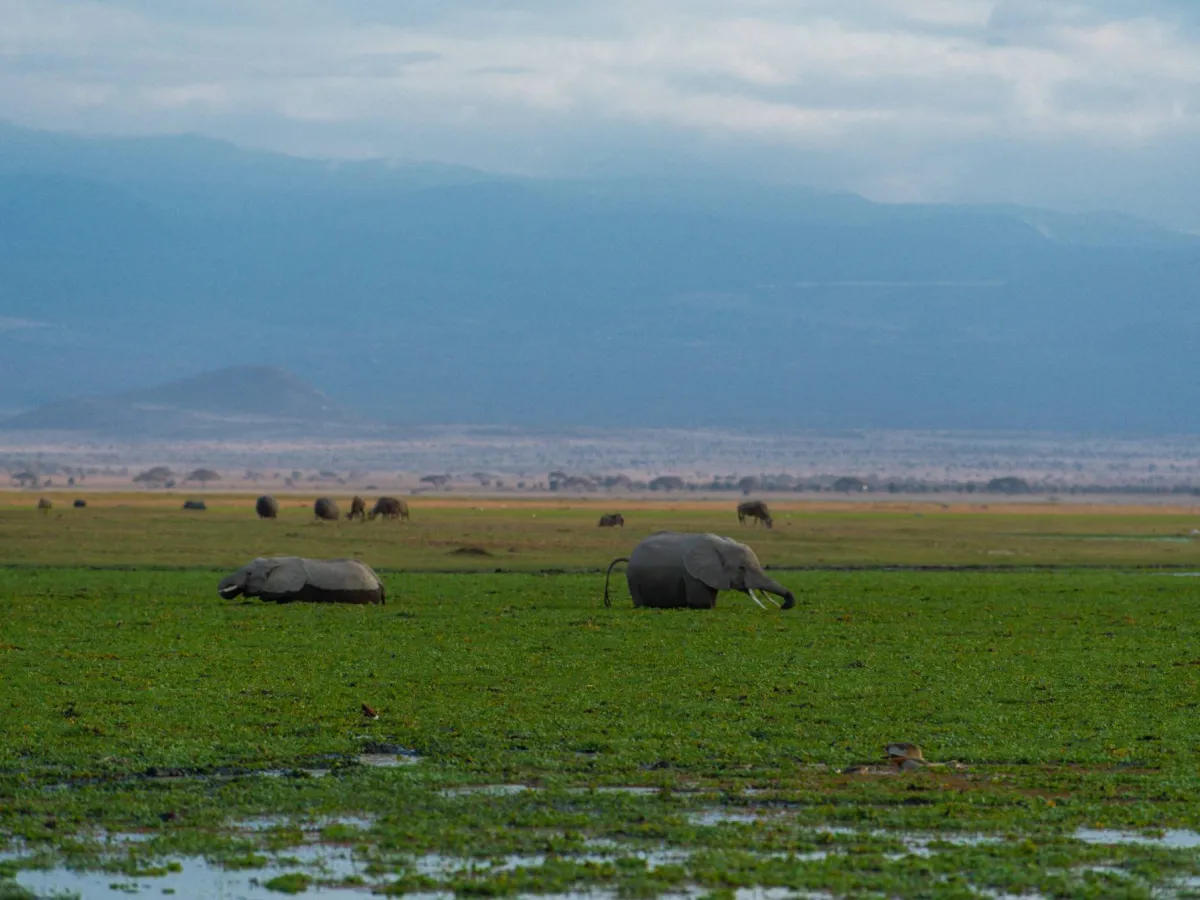 Top 9 must visit safari parks in Kenya for Wildlife Enthusiasts