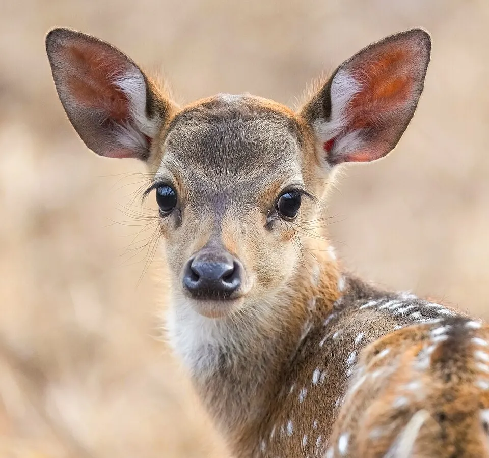 Spotted deer