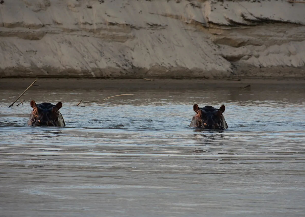 Hippos surfacing beside a safari boat on the Rufiji at dusk.