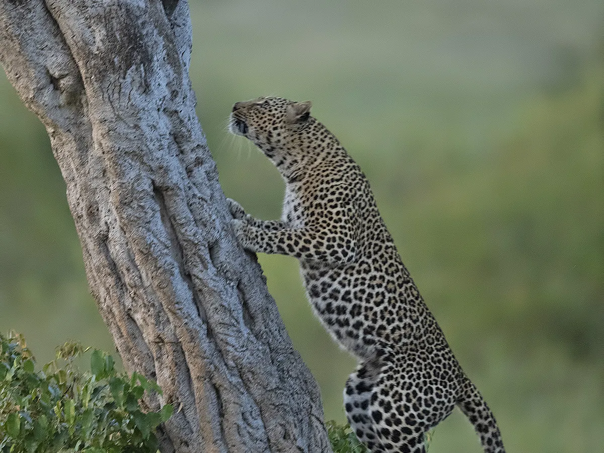 Leopard