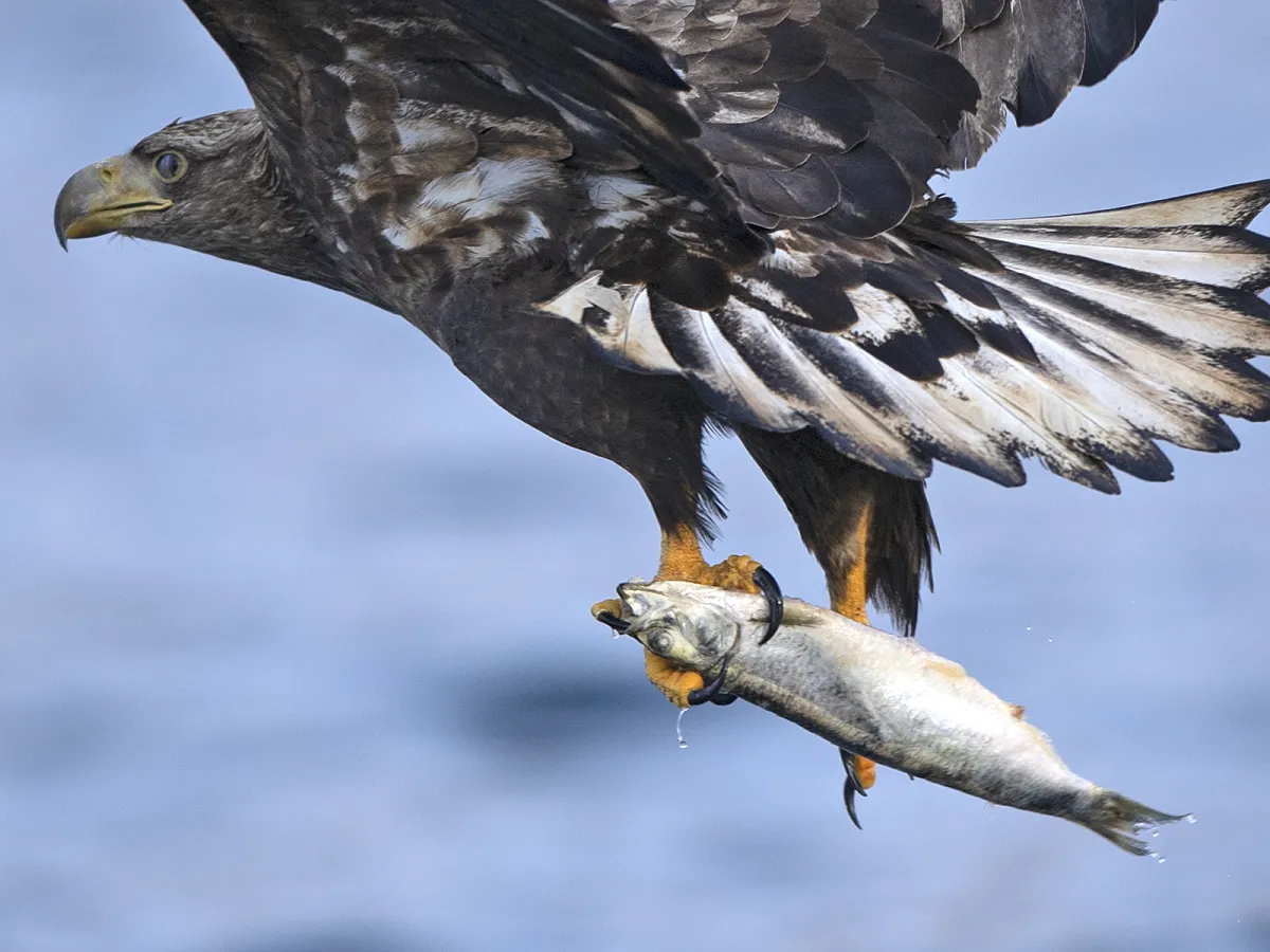 Sea-eagle cruise