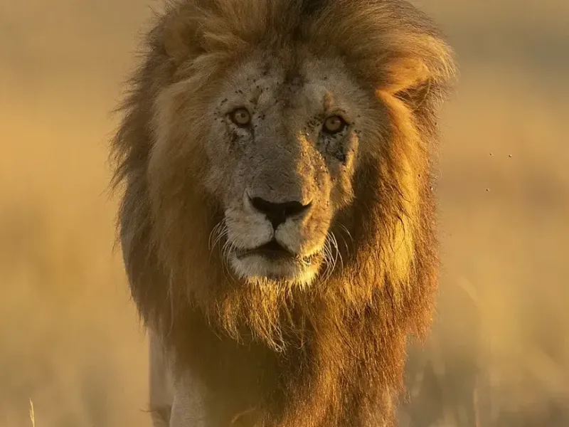 Lion