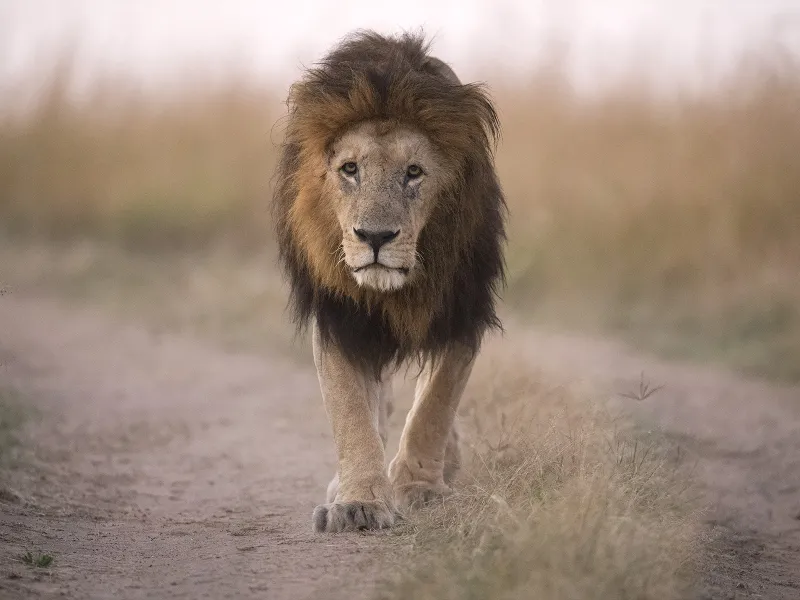 Lion