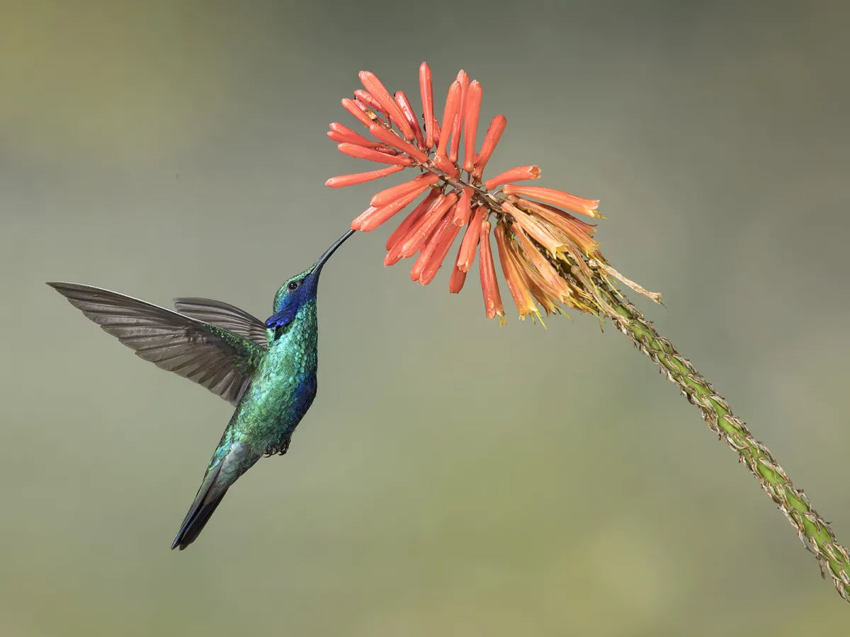 Sparkling violetear