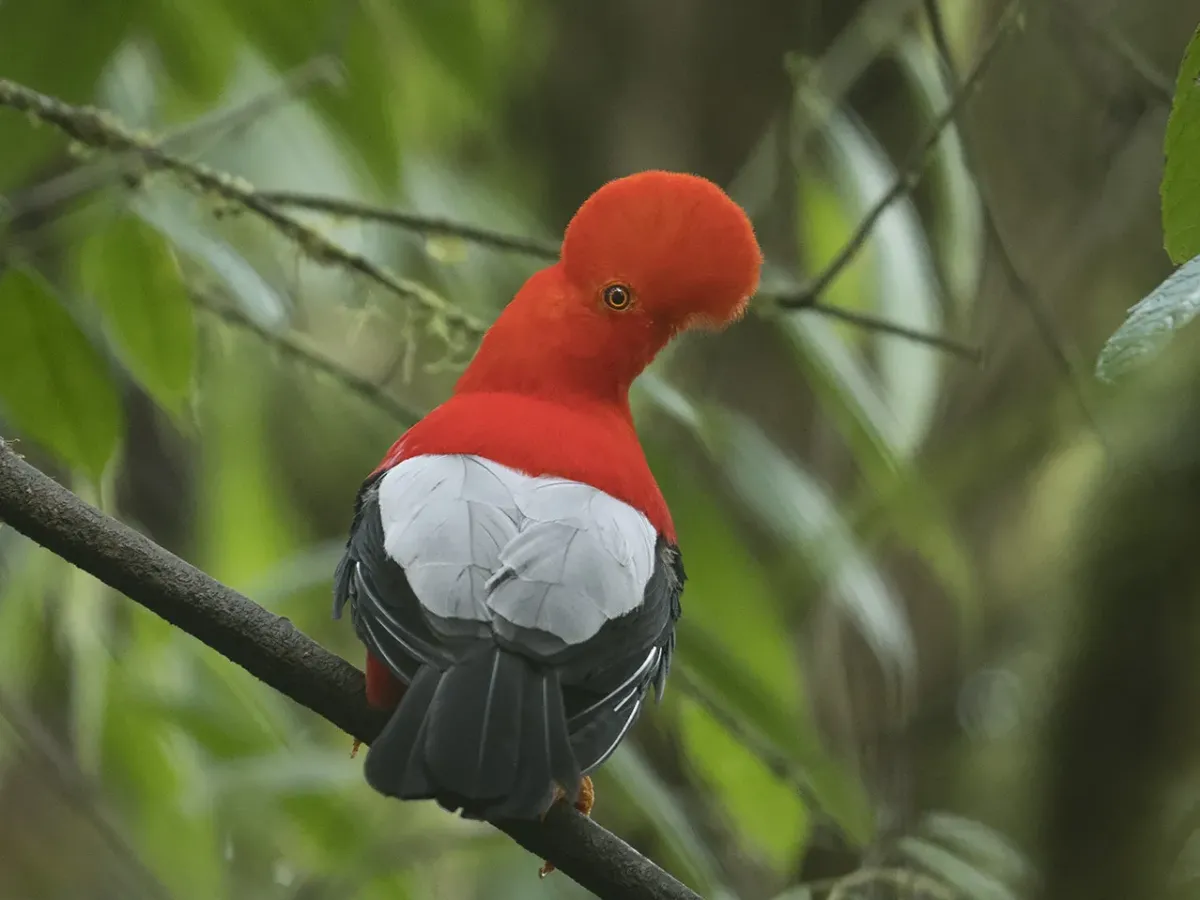 Andean cock-of-the-rock