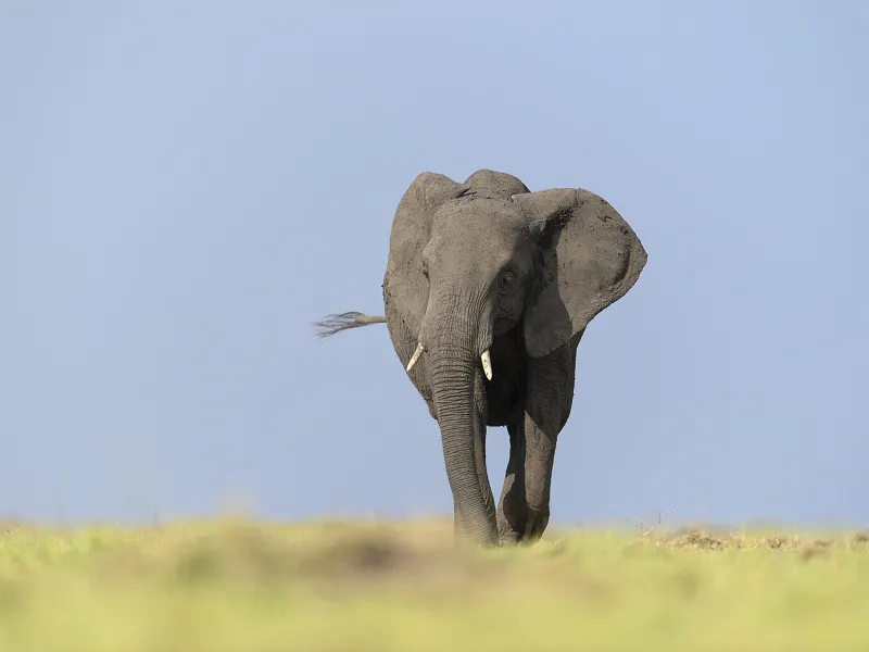 Elephant