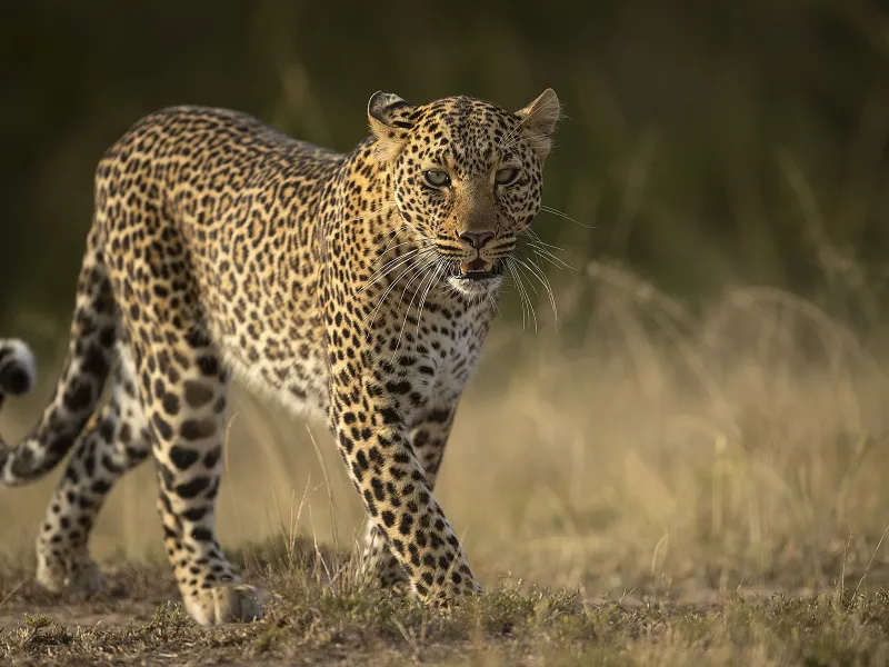 Leopard