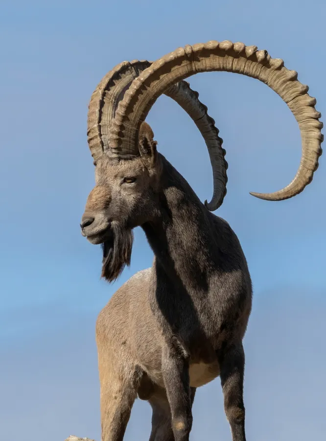 Siberian ibex