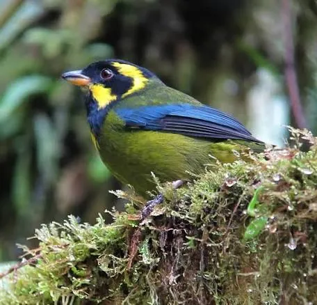 A gold-ringed tanager on the Montezuma road.