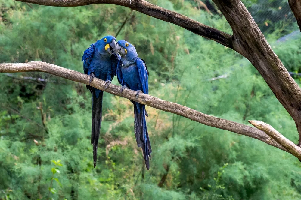 A hyacinth macaw in the northern Pantanal at Piuval.
