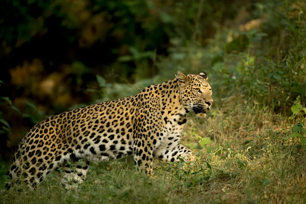 Jhalana + Bera & Jawai