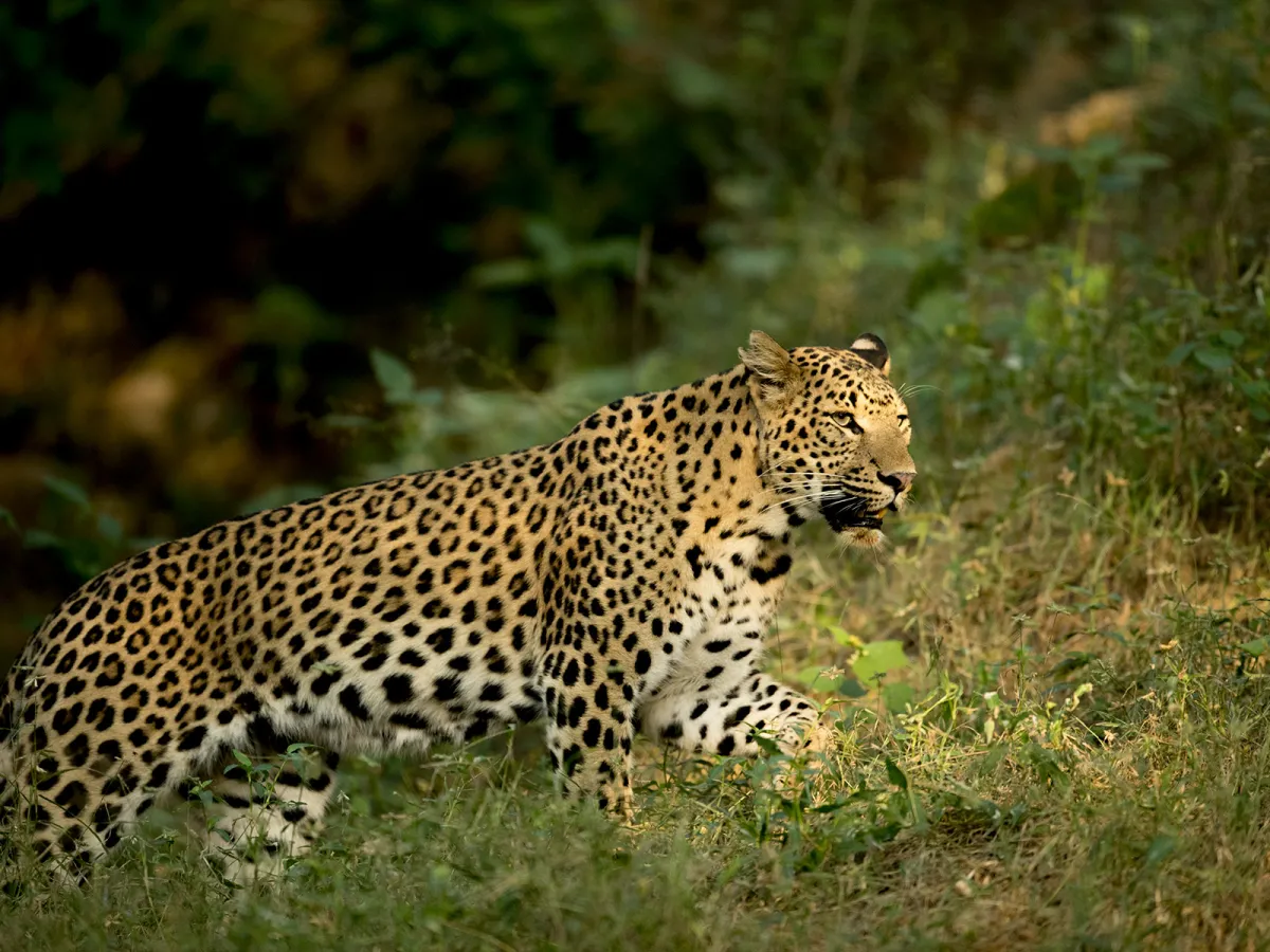Leopard