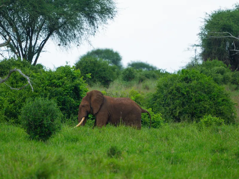 A red elephant dusting itself, low scrub and big sky.