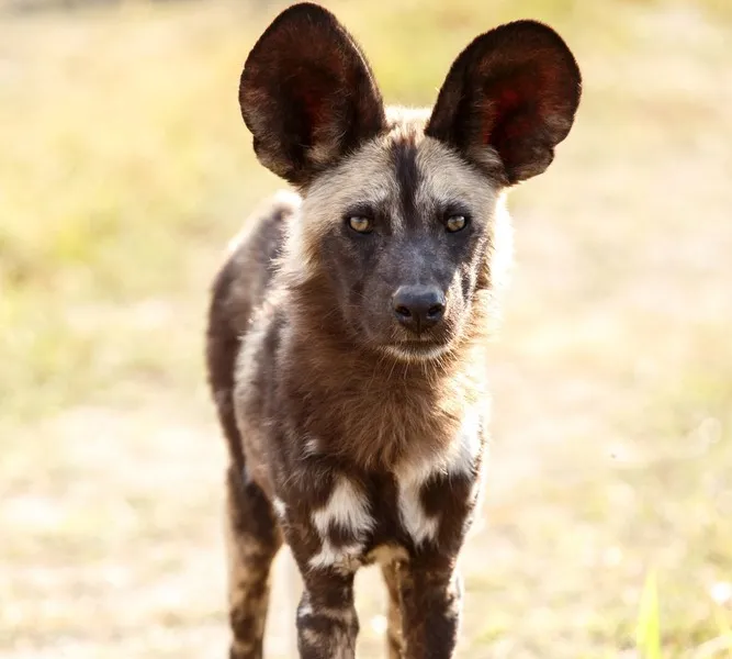 African wild dog