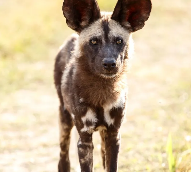 African wild dog