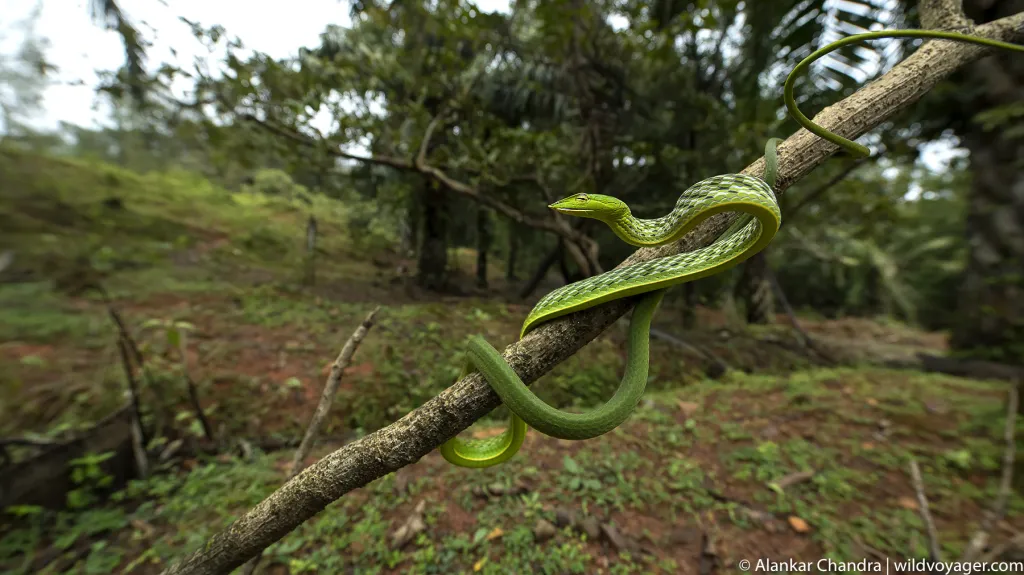 agumbe-herping