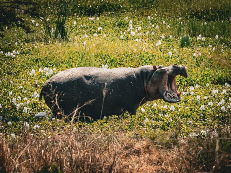 A boat trip among hippos on Lake Ihema.