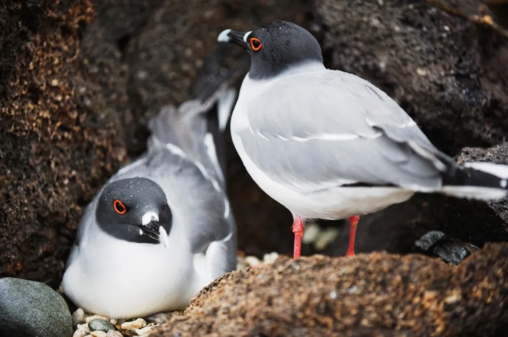 Andean gull