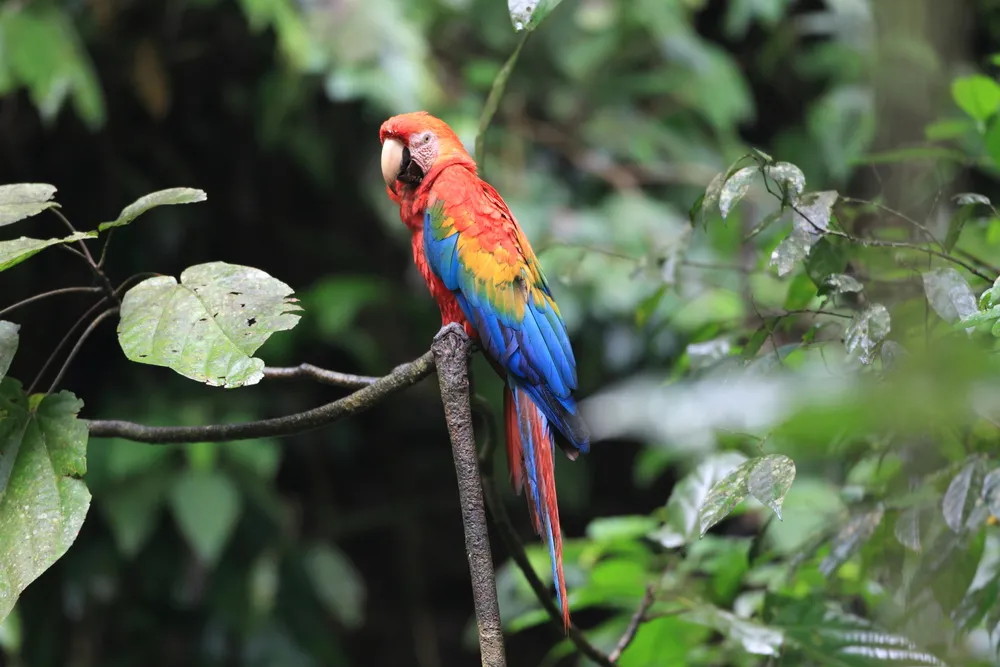Macaws & parrots