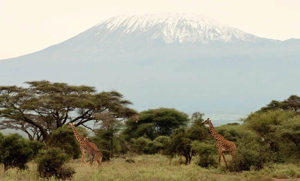 Amboseli Mara Diani