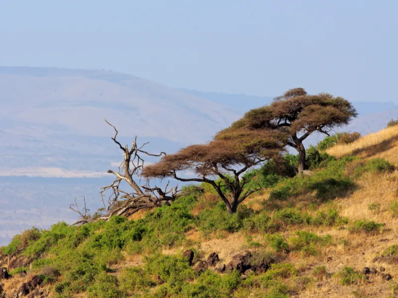 Observation Hill