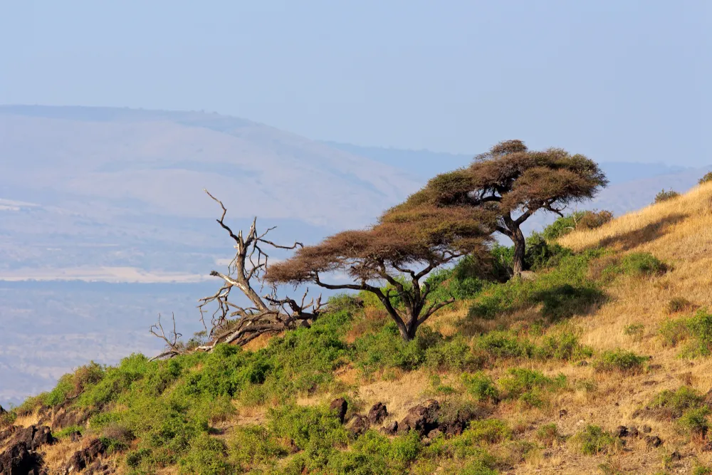 Beach Big Five Safari