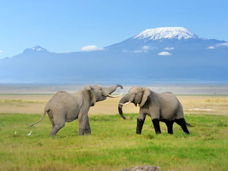 Elephants wading in a bright-green swamp ringed by dry pan.