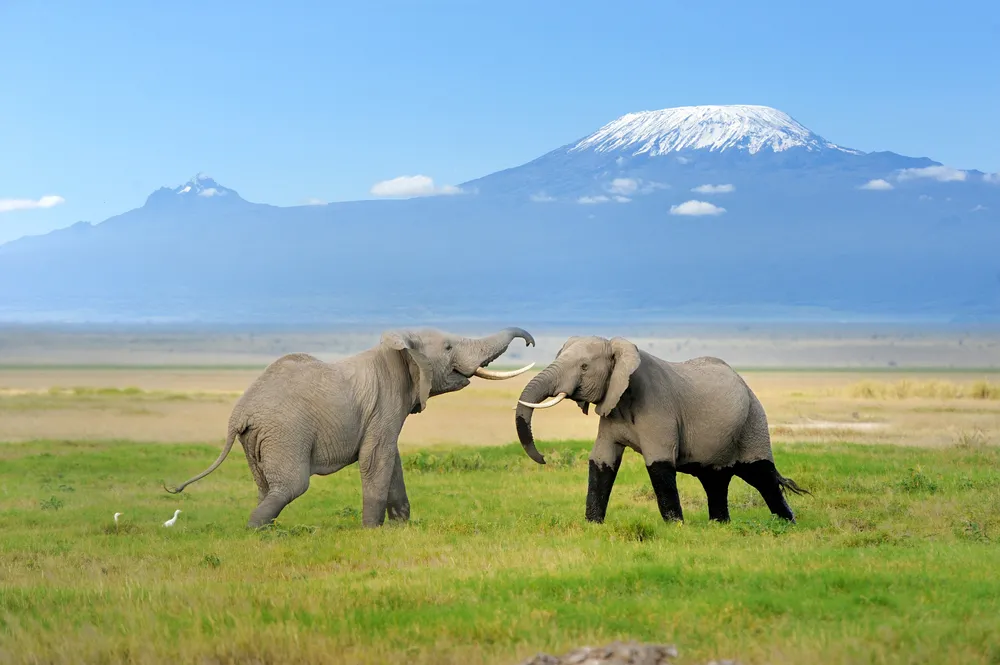 Elephant Giants