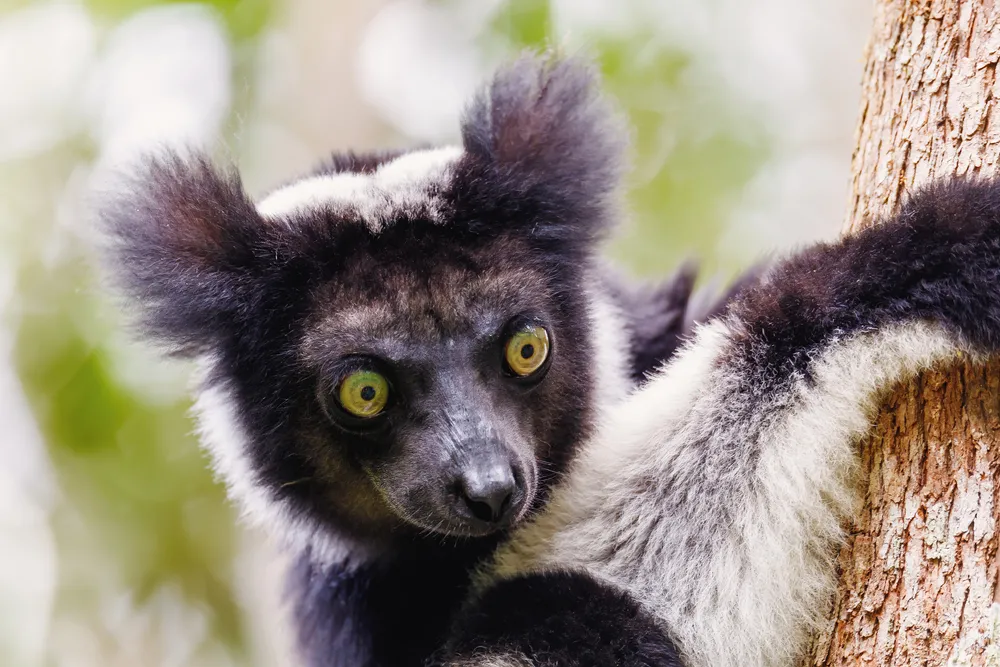 Indri walk