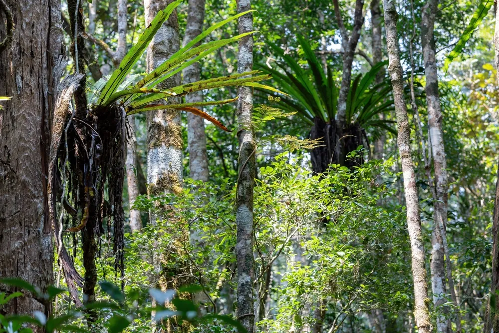 An indri clinging to a rainforest trunk at Andasibe.