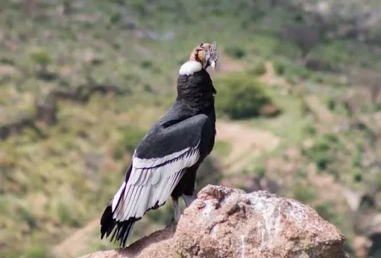 Andean condor