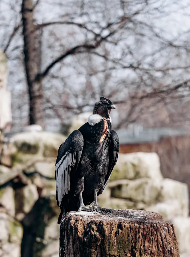 Andean condor
