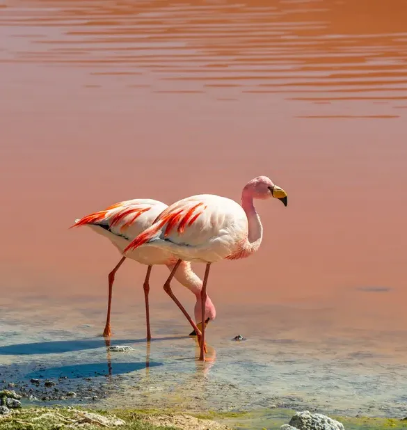 Chilean flamingo