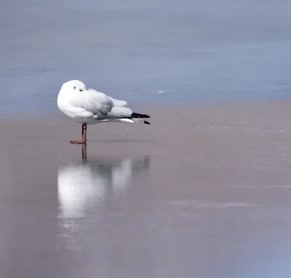 Andean gull