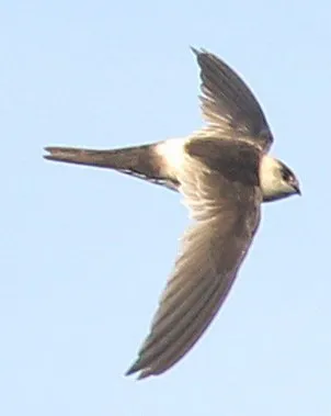 Andean swift