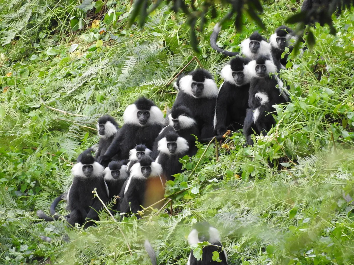 Angolan colobus