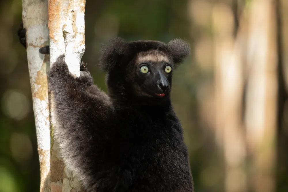 Lemur troops