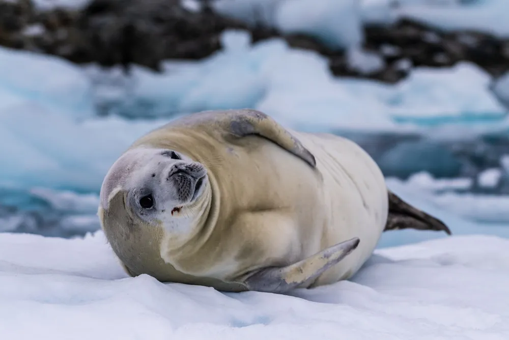 Antarctic fur seal
