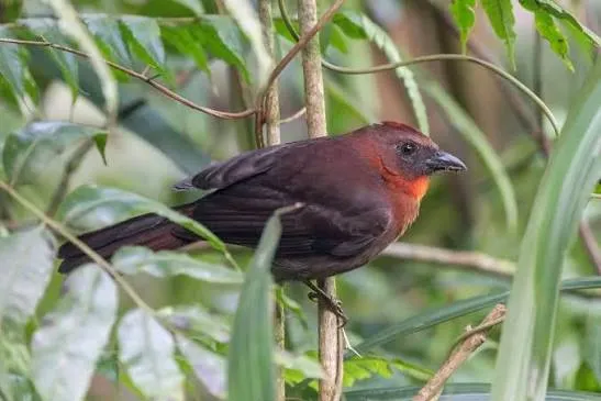 Antbirds