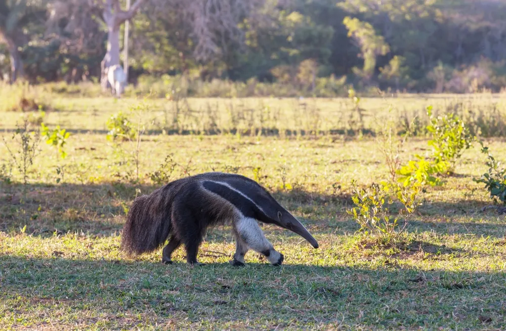 Giant anteater