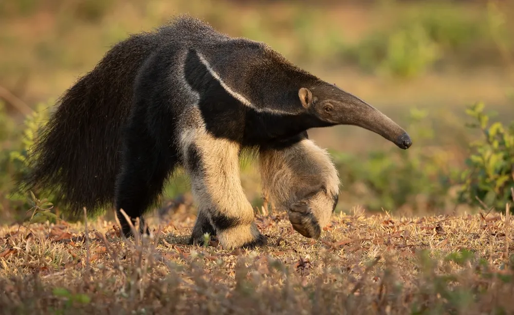 Anteater searches