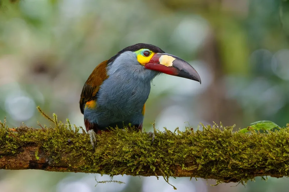 Plate-billed mountain-toucan
