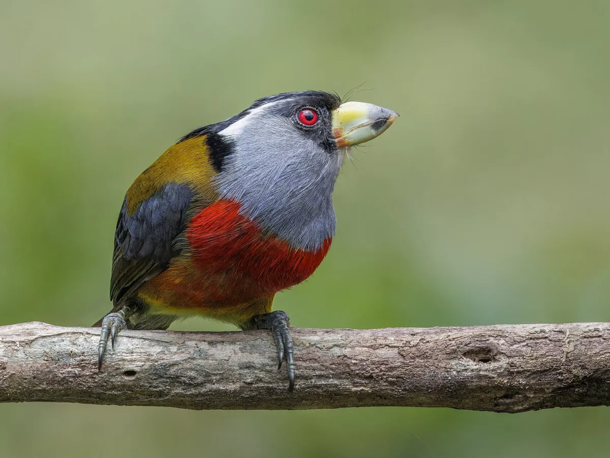 Toucan-barbet
