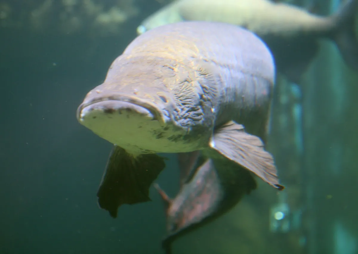 Arapaima