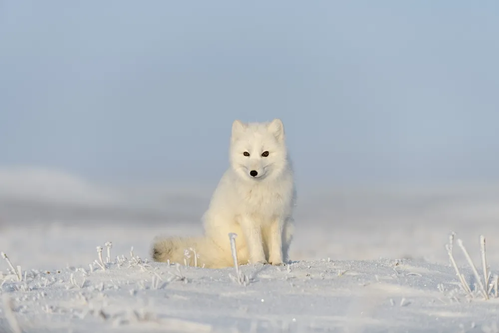 Arctic fox