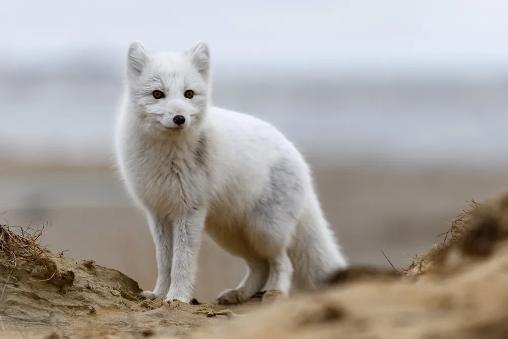 Arctic fox